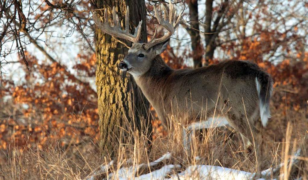 29 Shotgun AMMUNITION SLUGS If you like to hunt deer with a shotgun, Sellier & Bellot makes