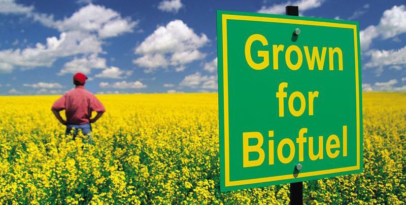 Assessing the Opportunities in the Nigerian Biofuel Industry Over the years, fossil fuels have met the majority of the world s growing energy demands with little consideration for alternative sources