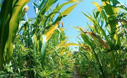 Mostly used types of biofuel are: >Bioethanol (made of raw material which contains starch or sugar)