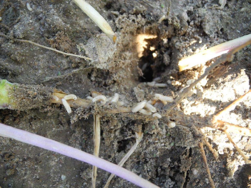 Massive damage on rapeseed roots by larvae of Delia radicum in autumn 2014 in