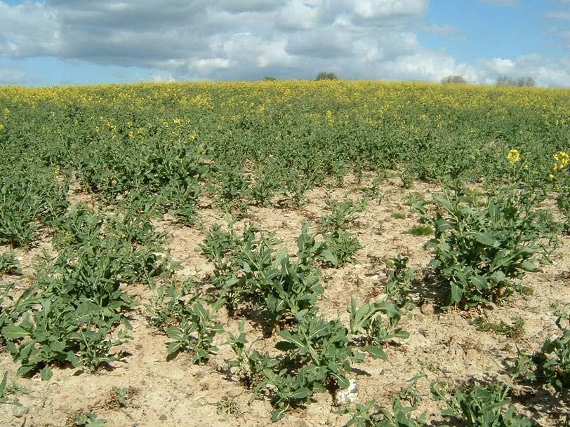 This can t be the future of rape seed growing in EU?