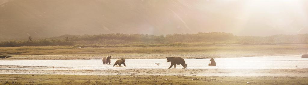 The KODIAQ derives its name from the majestic Kodiak bears who inhabit the namesake island in