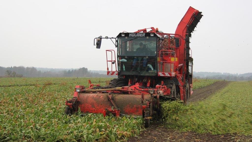 BEETS Harvesting method today Beet harvesting, called beet lifting, is mainly used for sugar beets, as beets for roughage is not common in Denmark.