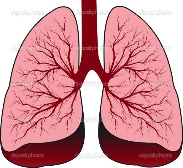 History Human lungs the earliest air