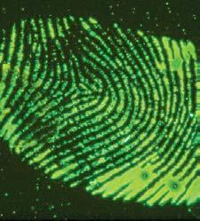 2. 1. Dusted fingerprint viewed under white light. 2.