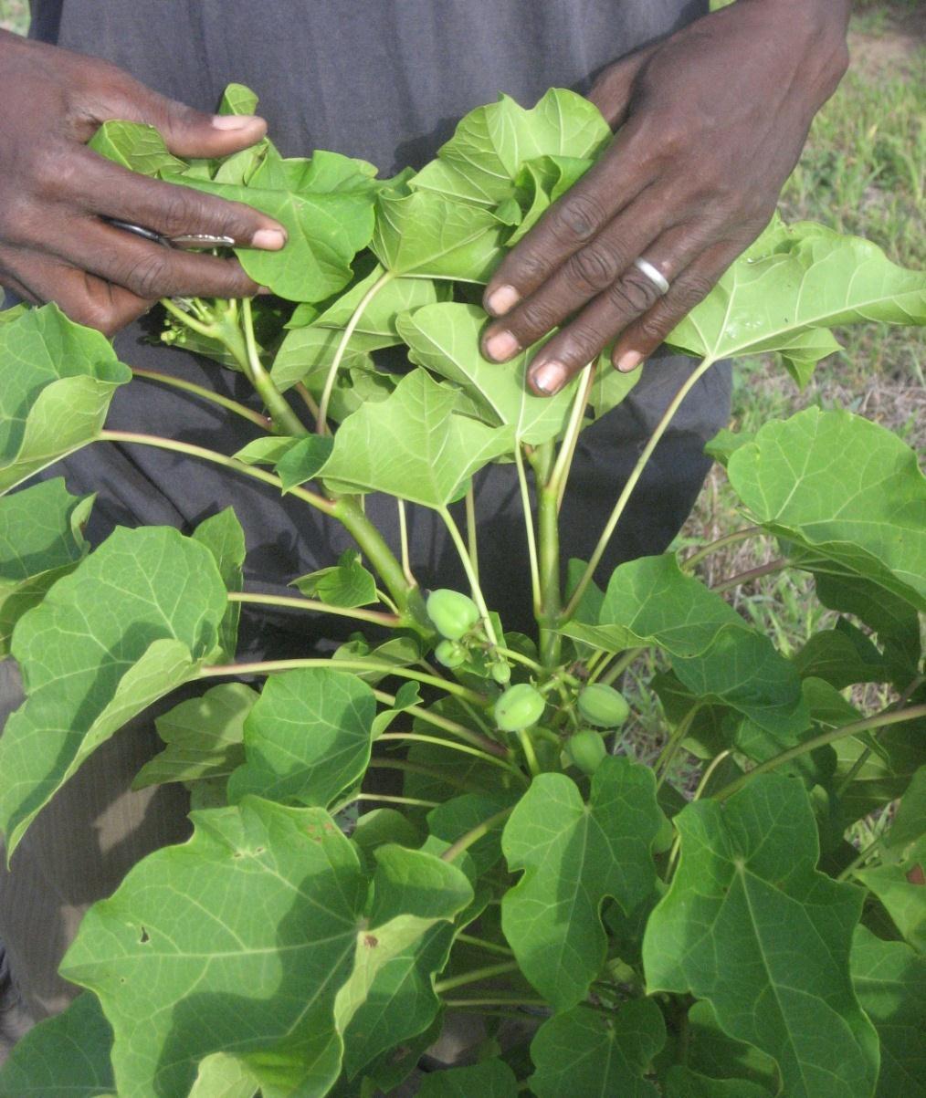 .Brief Description of JA Jatropha Africa is Ghanaian registered company. Started with outgrowers in 2005. Est. in Ghana as LLC in 2006 Biodiesel feedstock producer.
