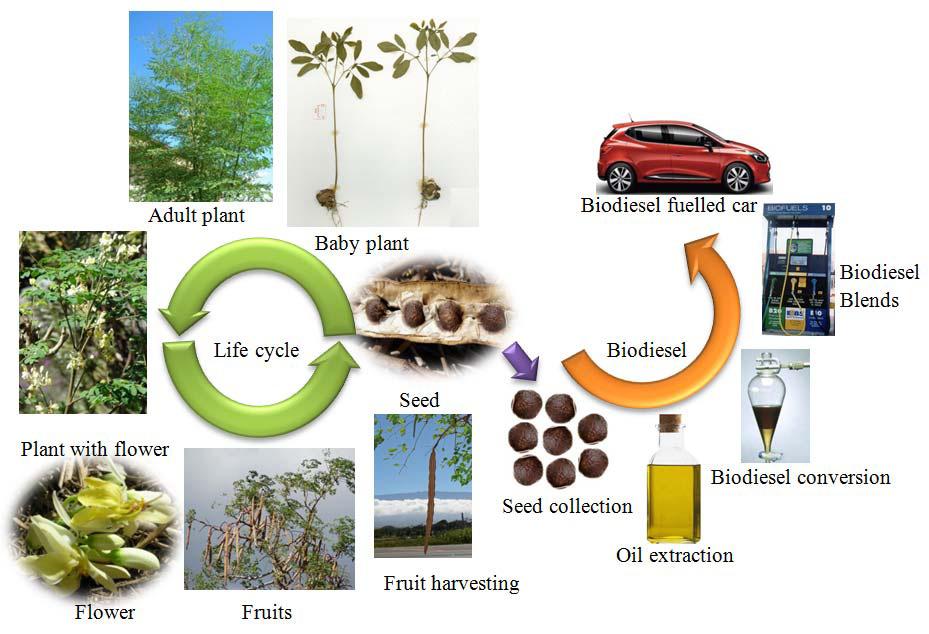A.K. Azad et al. / Procedia Engineering 105 ( 2015 ) 601 606 603 3. Life cycle for biodiesel production 3.