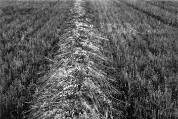 FIGURE 7. Oats (2.2 t/ha). FIGURE 10. Typical Corner Formation. CUTTING ABILITY Cutter bar: Cutting ability was excellent in most hay and grain crops.