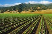 Toro s drip irrigation solutions help growers of permanent, field and row crops around the world realize