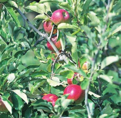 SNAP-JET II TAPE The Snap-Jet II is a versatile, low maintenance jet for the use in orchards, vineyards and greenhouses.