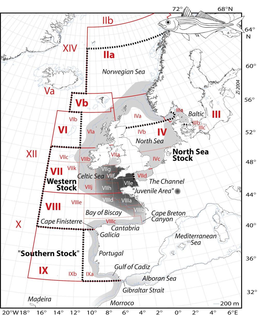 Horse mackerel (Trachurus trachurus) North Sea stock: 3a, 4bc, 7d Western stock: 2a, 4a, 5b, 6a, 7 (exc.