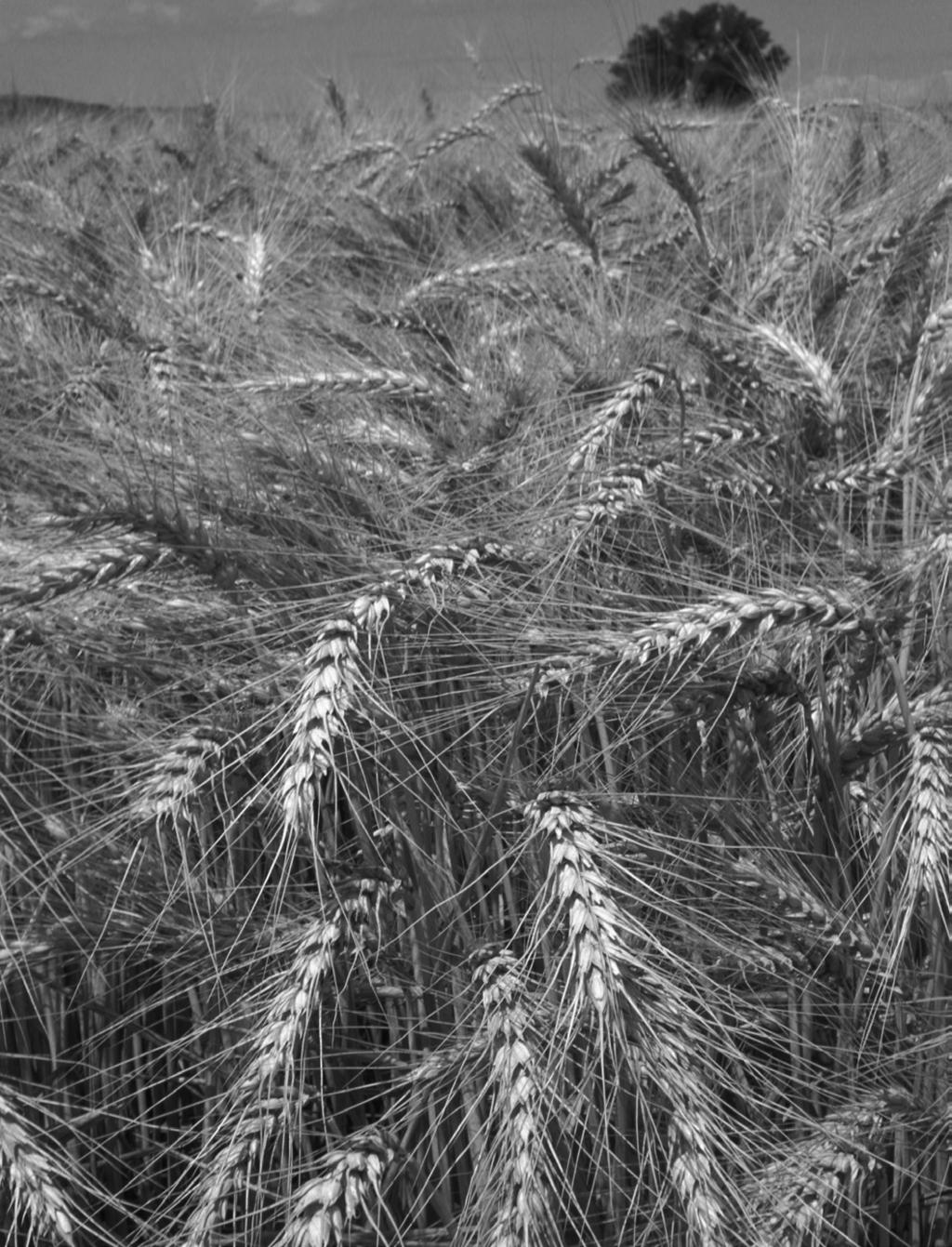 Arkansas Wheat Cultivar Pe