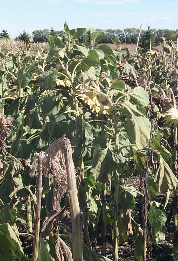 Screening Experimental and Commercial Sunflower Hybrids for Head Rot Resistance - Two phases of hybrid screening.