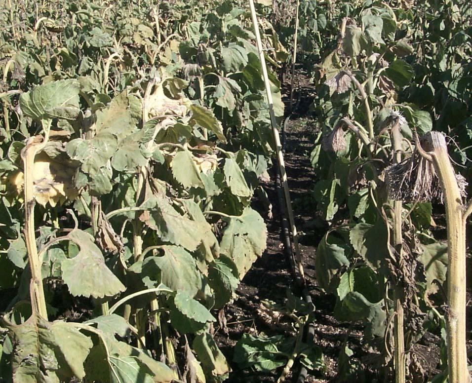 Screening Experimental and Commercial Sunflower Hybrids for Head Rot Resistance - Two phases of hybrid screening.