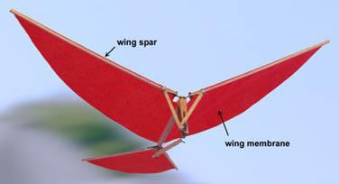Structure: Membrane type ornithopters are the simplest of all types.