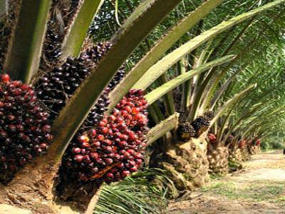 Role of Oil Palm