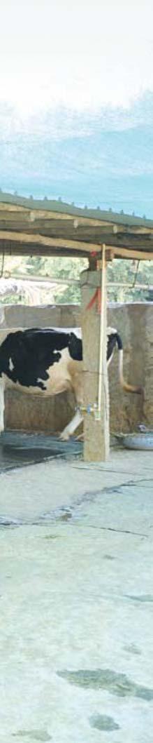 The share of crossbreds to bovine population has increased from 4 per cent in 1992 to 22 per cent