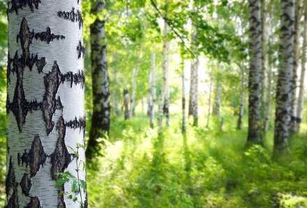 Wood - Sustainable and Reliable Sustainable A renewable option to replace fossil feedstocks in the production of chemicals and materials No overlap with the food-chain Forests have biodiversity and