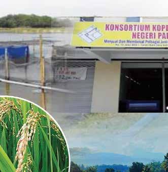 Antara konsortium yang telah ditubuhkan adalah: Konsortium Koperasi Tanaman Padi Negeri Kedah Berhad Konsortium Koperasi Tanaman Padi Negeri Perlis Berhad Konsortium Koperasi
