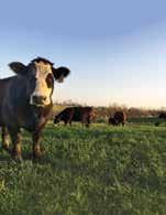 SUMMER 2017 ALL IN A DAY S WORK Tedder Talks: What You Need to Know About Hay Tedding A Story of Family and Farming: Building a Bred Heifer Business Chew on This: Rotational Grazing Brings Benefits