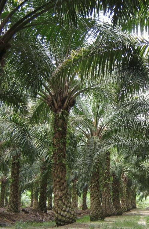 Oil Palm Biomass Resources and Production in