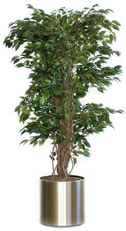Pot not included. Height: 0 cm. H 0 cm two-tone VB 00 0 green Ficus Exotica two-tone green 0cm excl.