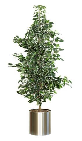 Height: 0 cm. H 0 cm two-tone VB 0 green Ficus Liana green 0cm excl. pot Ficus Liana green mini leaf. Pot not included.