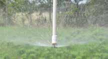 Inverted Micro-Sprinkler Data #3 Ice Inverted Micro-Sprinkler Sprinkler base pressure (psi) 20 30 (bar) 1.38 2.07 #3 Nozzle - Ice (3/64") #3 Nozzle - Ice (1.