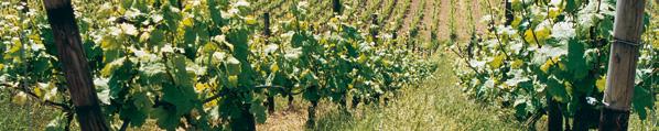 PULSAR WITH STRIPNET HEAD PRESSURE COMPENSATED EMITTER APPLICATIONS Strip frost-mitigation in vineyards. Cooling of trellised crops. SPECIFICATIONS Pressure compensated static micro-emitter.