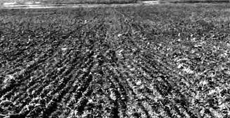 Typical Seedbed after First Operation Seeding in Summerfallow. FIGURE 11. Barley Emergence on Stubble (Upper: 20 Days after Seeding, Lower: at Harvest). FIGURE 14.