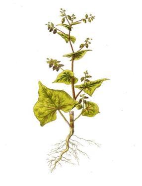Ozvatič P. Pridelovanje navadne ajde (Fagopyrum esculentum Moench) v Pomurju. 10 tatarske ajde zelo podobna semenom navadne ajde, jih je težko očistiti od navadne ajde.