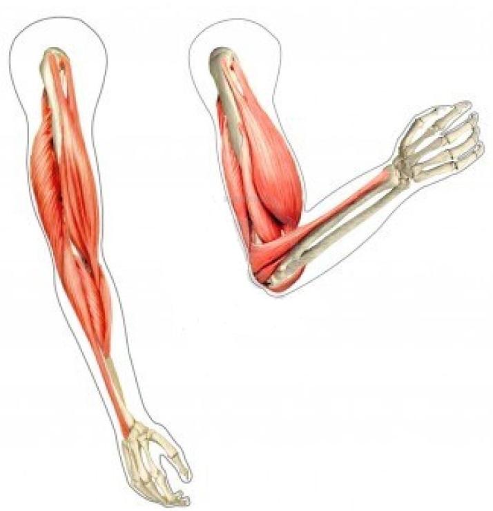Muscles Muscles contract when activated. Muscles are also attached to bones on two sides of a joint.