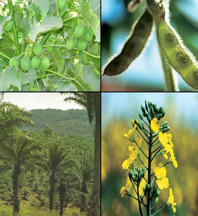 1. General Biofuel Information Biofuel Sources Palm