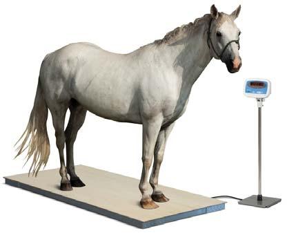 Veterinary Scales PS3000HD Accuracy +/- 3 displayed divisions of applied load* (*applied load is greater than 3% of scale capacity) Capacity 1500 kg / 3000 lb Construction Powder coat paint for