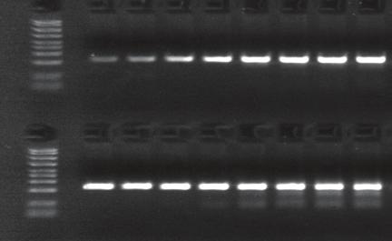 Obtain consistent results with low sample volumes. A 300 bp product was amplified from genomic DNA in 5 µl reactions. M, markers.
