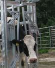 Nugent Universal Head Locking gate is a perfect crush gate to complement any cattle run