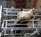 to safely restrain the animal Perfect for lively animals as well as dairy and pedigree