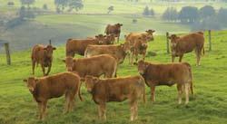 livestock Fully hot dip galvanised 9 244 1661 1849 1375 515 717 910 1008 Nugent Dairy