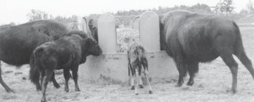 The Winkel Horse (32" base) and Bull/Buffalo (26" base) Feeders give open area feeding.