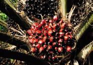 For Kulim, profits are much higher than last year s, driven by expansion into Papua New Guinea (PNG), the rally in palm oil prices, the onetime income from the sale of the oleochemicals business, and