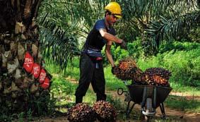 Prospects palm oil Division continued The Division s oil palm planted area increased to 134,403 hectares 050 Apart from the business rationale, the move represents a strong signal of Kulim intention