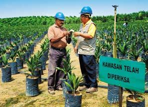 Prospects palm oil Division continued INTRAPRENEUR VENTURES (KULIM) Building on its success in the oil palm seedling and ornamental plant