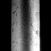 Hair cross section (50-100 µm) Human
