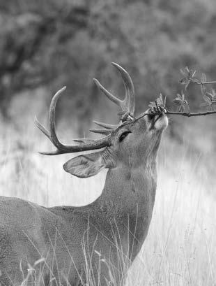 Deer White-tailed deer distribution GEORGE ANDREJKO The Coues white-tailed deer is perhaps Arizona s finest game animal.