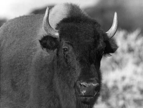 Bison (Bison bison) Natural History American bison, also known as buffalo, are are native wildlife in Arizona, occuring at the southwest edge of its original historic range.