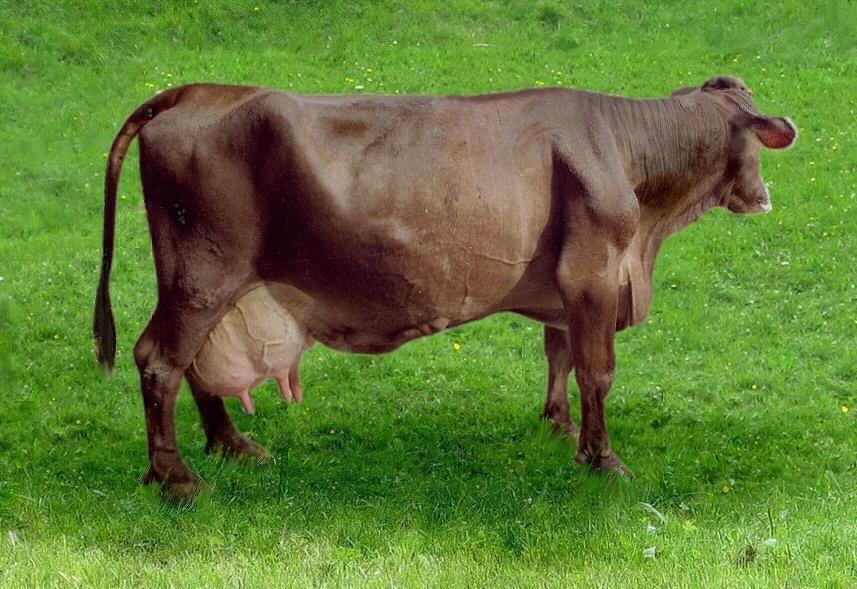 Bilanca K pri kravi s prirejo 5000 kg mleka/laktacijo