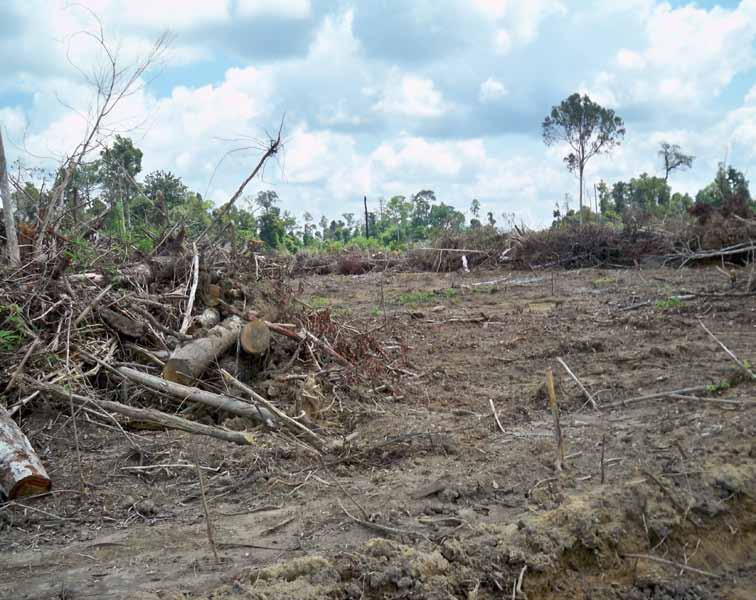 VIOLATION 2: FOREST CLEARING WITHOUT TIMBER CUTTING PERMITS According to Indonesia s 1999 Forestry Act, companies are not allowed to cut trees or harvest or collect any forest products within the