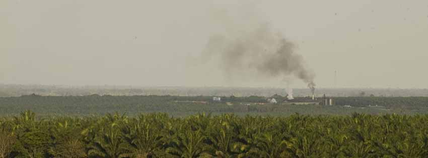 Operations at these plantations are actively burning and clearing rainforests, causing conflict with local communities, destroying peatlands and operating in violation of the Roundtable on