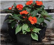 SHUTTLE Brand Squares and Pot Carriers SHUTTLE Brand Squares Like our SHUTTLE POT brand flower pots, our SHUTTLE brand squares are designed to withstand whatever the grower world dishes out.