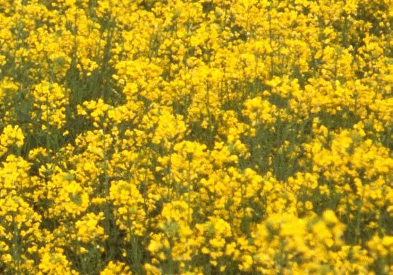 Not all oilseeds are equal Where does it grow warm